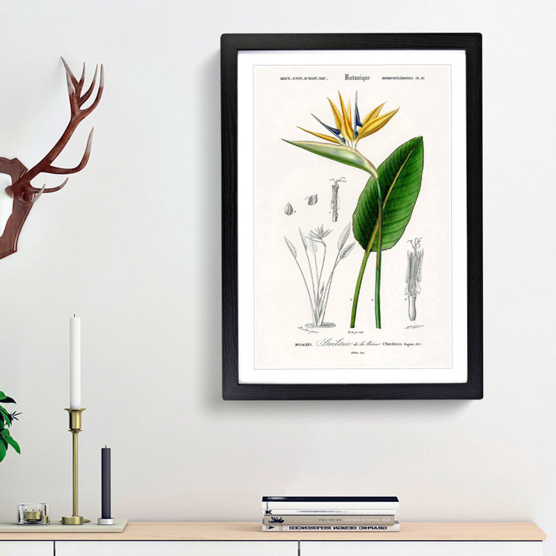 Bird of Paradise Flower by Charles d Orbigny - Framed Print, 33cm H x 24cm W x 2cm D, Black Framed