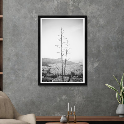 Agave sur les hauteurs d'Athènes III en noir et blanc