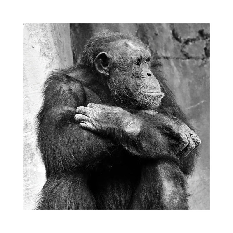 Majestic Profile by Zoe Schumacher - Wrapped Canvas Print, 66.04cm H x 66.04cm W x 1.905cm D