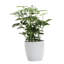 Live Arboricola Plant in Classic Pot-49662226