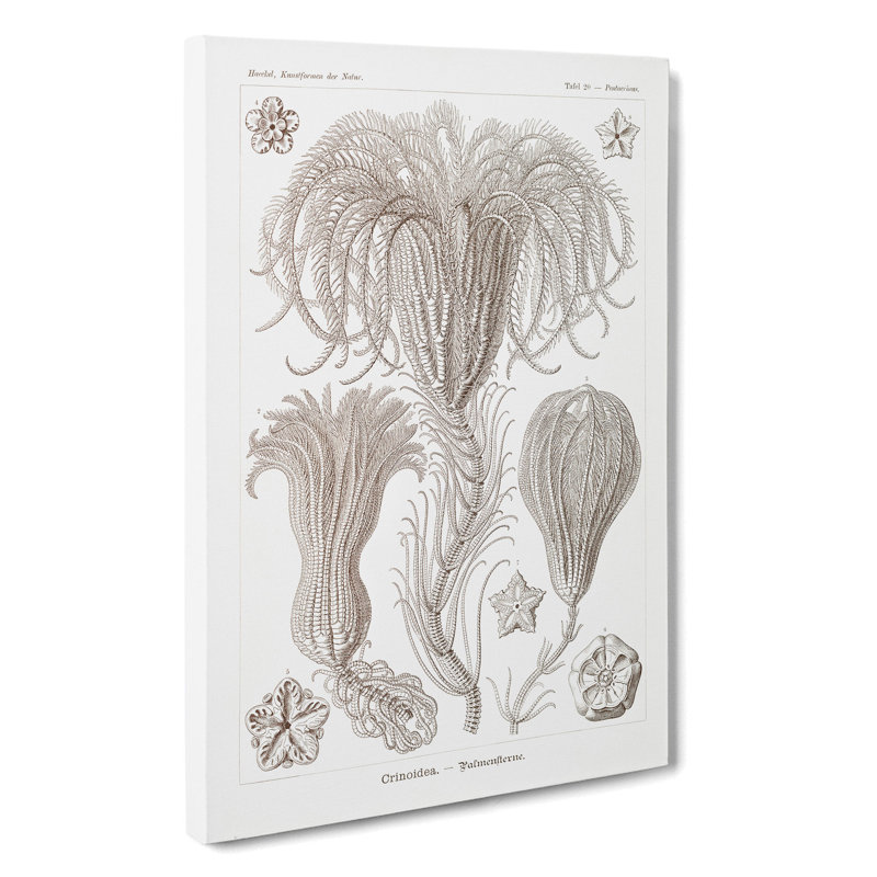 Crinoids by Ernst Haeckel - Wrapped Canvas, 50cm H x 35cm W x 3cm D