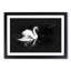 Swan - Picture Frame Graphic Art Print-56864576-56864577
