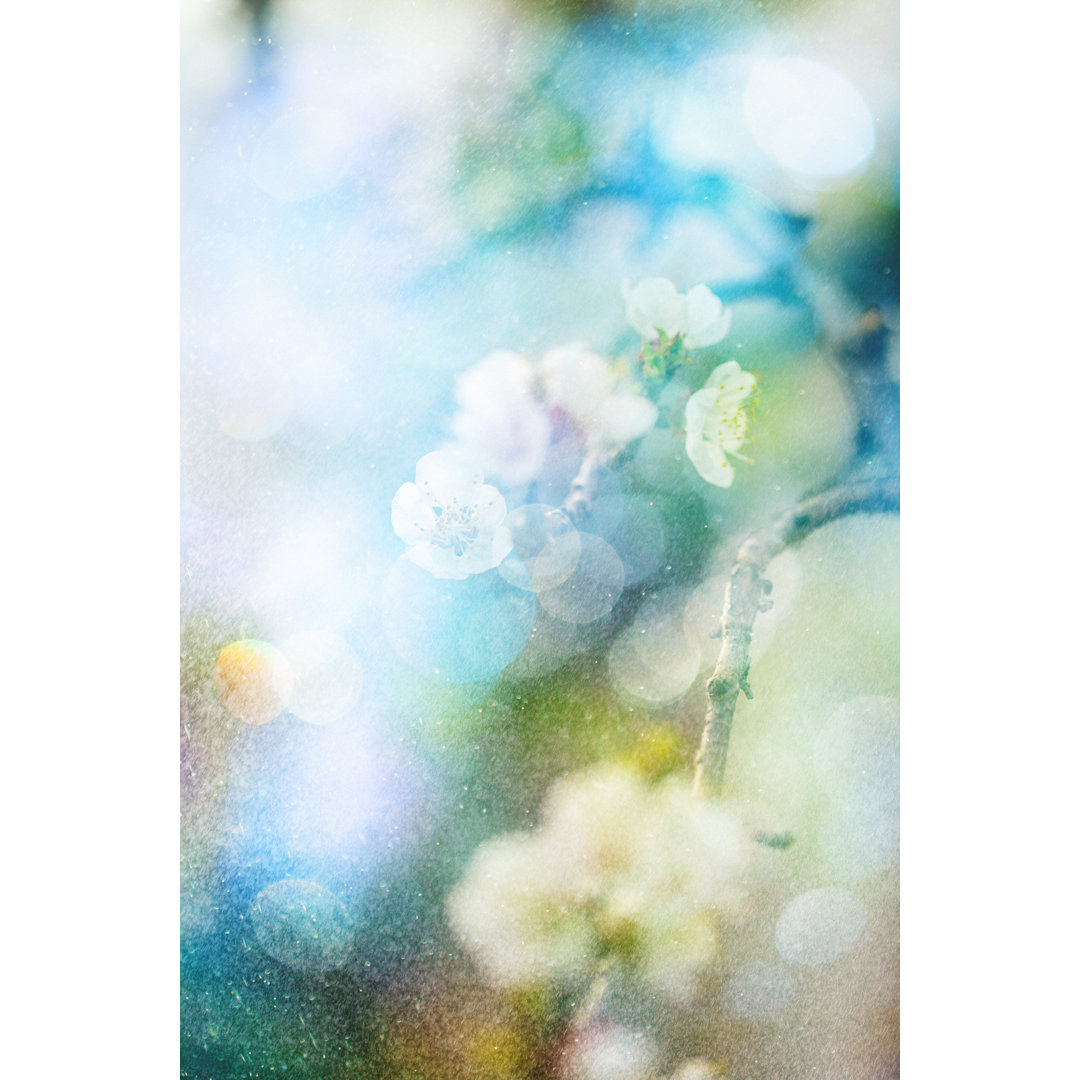 Spring Blossom von Mammuth - Kunstdrucke auf Leinwand - Wrapped Canvas