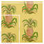 Pineapples Wallpaper-49817562