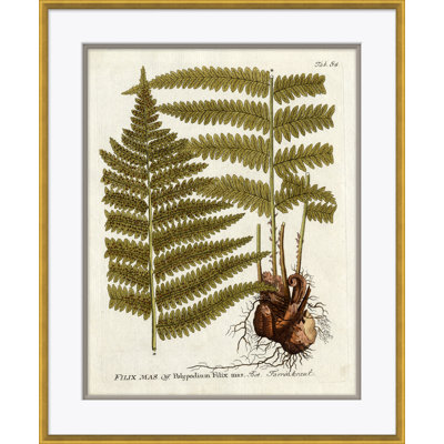 18th Century Botanical Engravings Giclee Print by Soicher Marin Archives