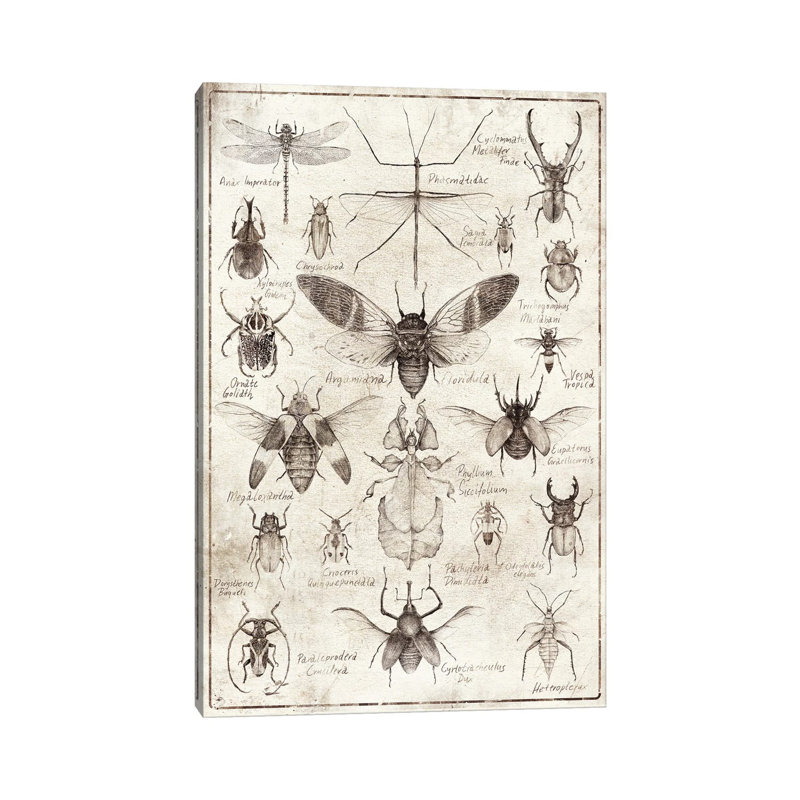Mkb165-insectes noir et blanc, H 40 po x l 26 po x P 1,5 po
