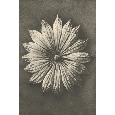 Fleur de Blossfeldt II