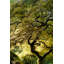 « magique tree » par don schwartz, reproduction d’art sur toile tendue-15924029