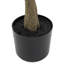 Potted Eucalyptus Tree