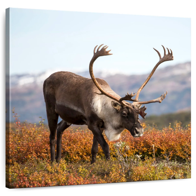Brampt Denali Reindeer, 24" H x 24" W