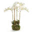 Conservatory Phalaenopsis Bowl Drop-in