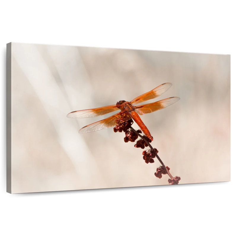 Chlorogomphus Dragonfly, 20" H x 30" W