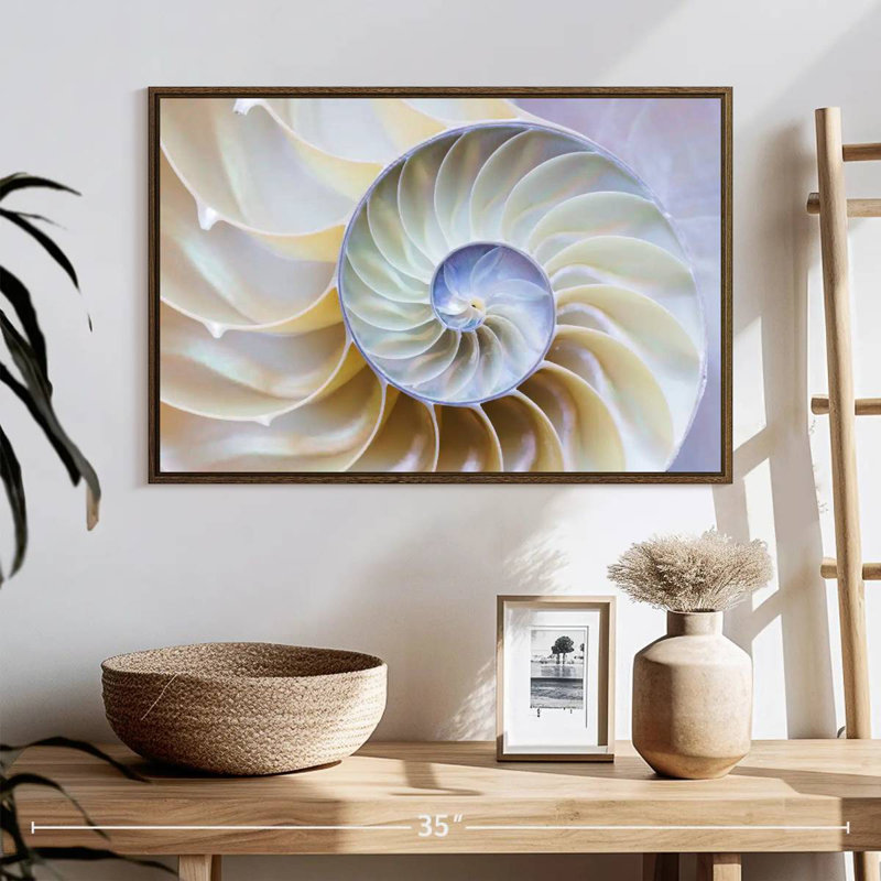 Empty Nautilus Shell, 25" X 17", Floating Frame Walnut