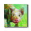 Cochon coloré coloré - Toile tendue avec châssis de qualité supérieure - prête à être accrochée-770449525