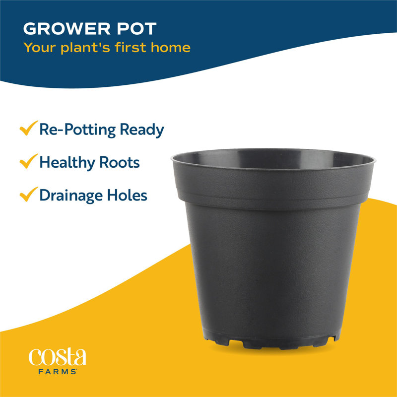 Foliage Plant in Pot