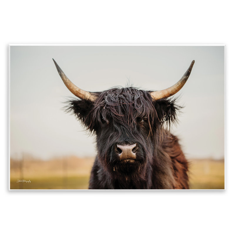 Portrait de vache noire Highland par Dakota Diener, H 13 po x l 19 po x P 0,5 po