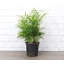 Live Parlor Palm Plant, 6" Diameter-72553069