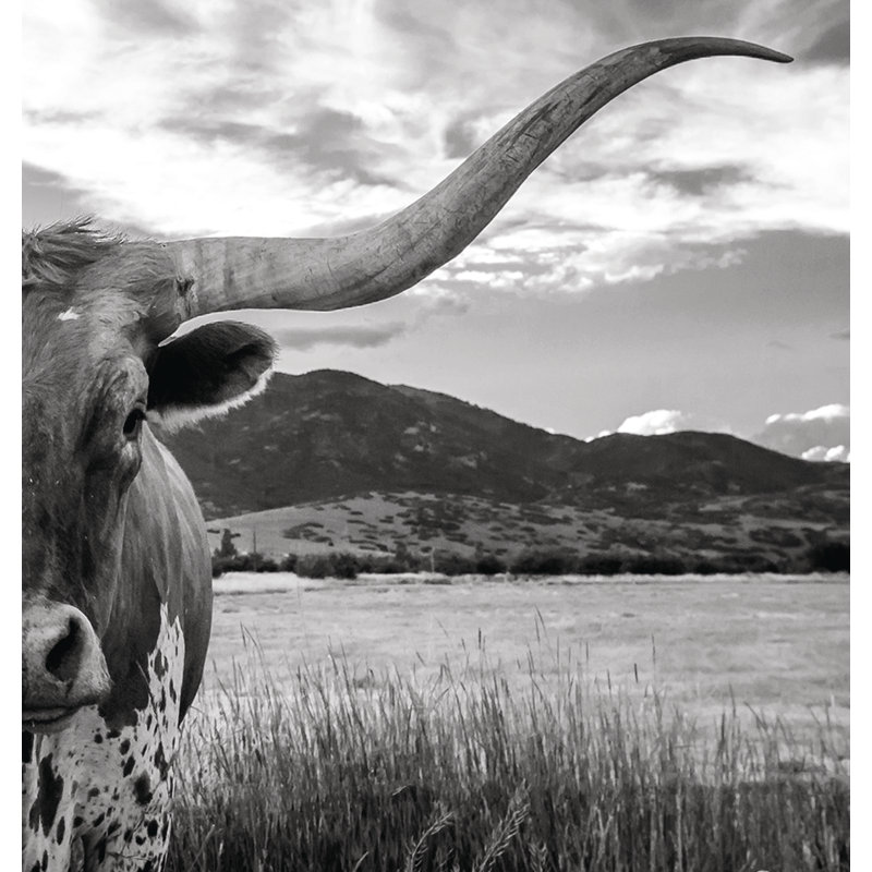 «Black and White Longhorn Cow» - Photographie sur toile tendue, H 30 po x l 20 po, Toile tendue, Non