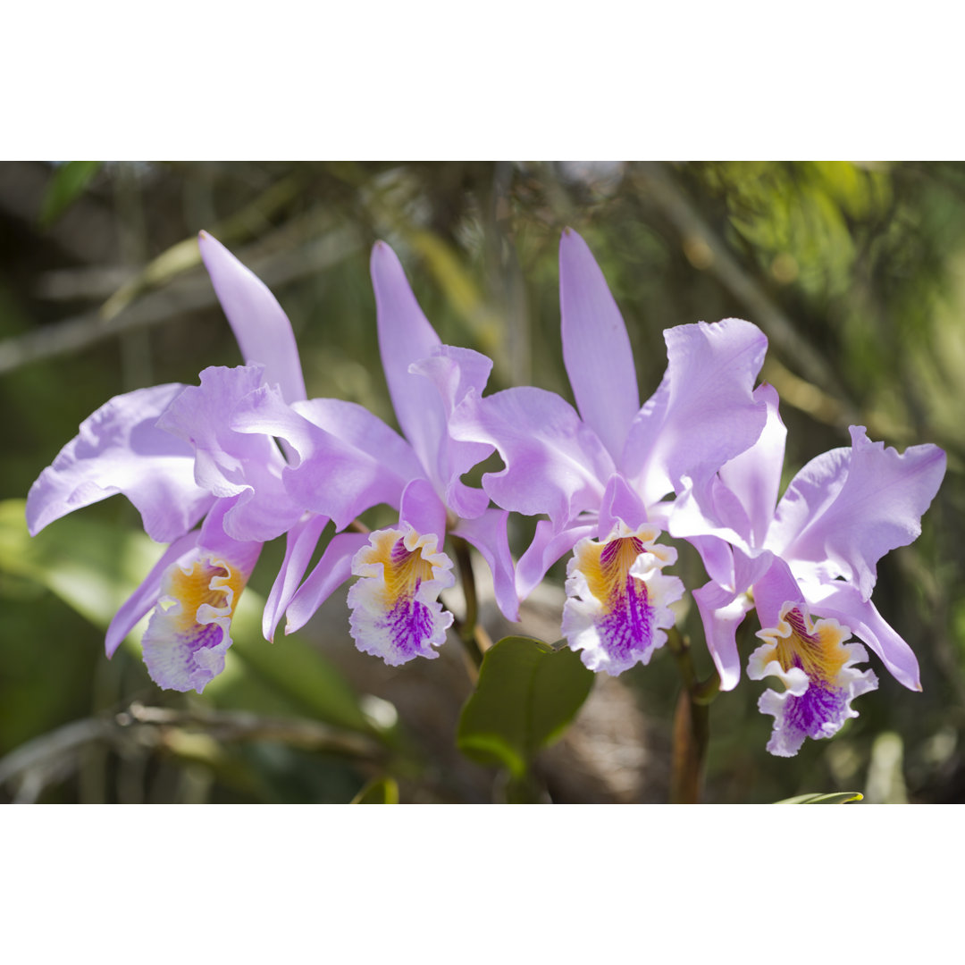 Cattleya mossiae Orchideen