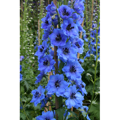 Haslet Bright Blue Delphinium Spike - Wrapped Canvas Print