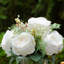 Arrangement de pivoines dans un vase-88513524