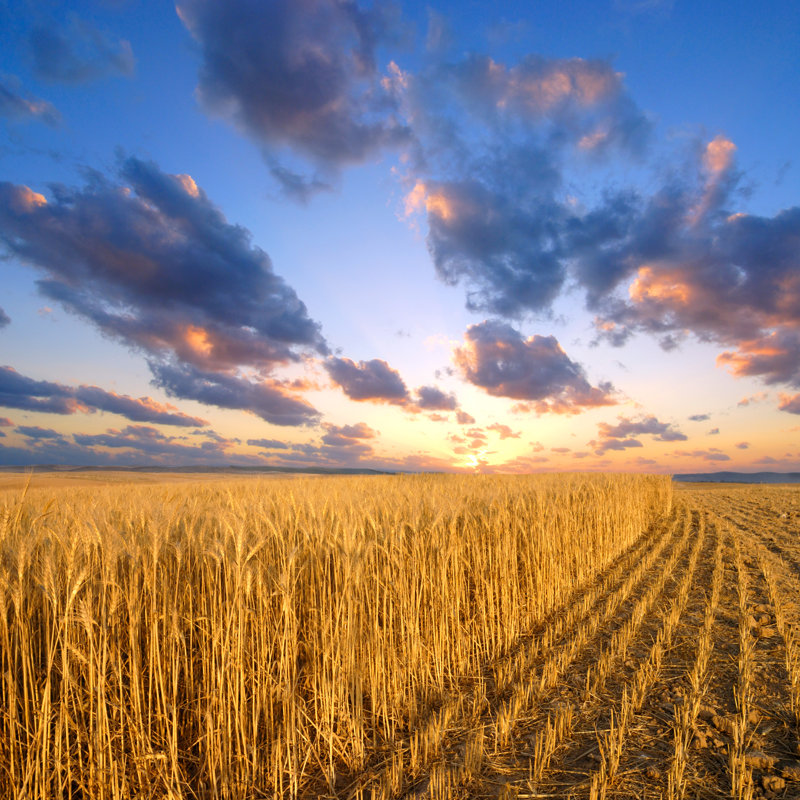 Wheat Field At Sunset by Orientaly - Wrapped Canvas Print, 30cm H x 30cm W x 3.8cm D