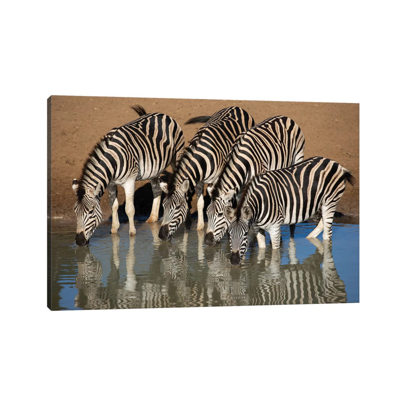 Zebras Drinking by Mogens Trolle - Wrapped Canvas Print, 20.32 cm H x 30.48 cm W