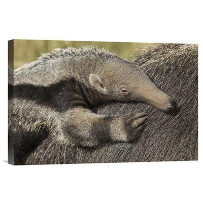 " Giant Anteater Young On Mother "