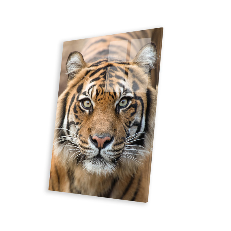 Tigre de Sumatra - Indrah sur plastique / acrylique par David Whelan, peinture