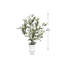 Table Top Olive Tree
