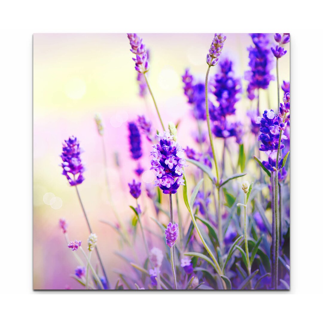 Leinwandbild Lavendel im Sonnenschein