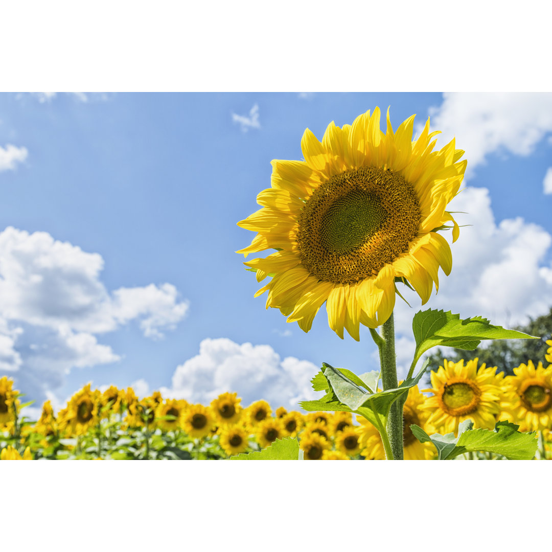 A Large Field Of Sunflowers by Cmannphoto - Drucken