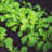 Greenhouse Film Shade Cover-63619571
