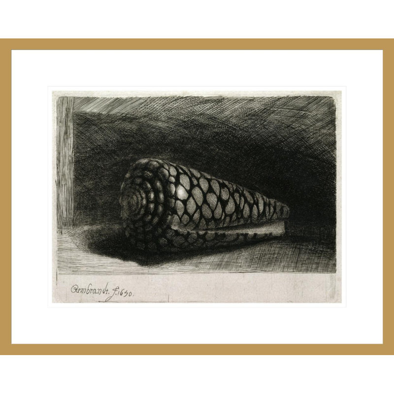 La coquille (Conus Marmoreus) par Rembrandt van Rijn - Estampe numérique encadrée, H 17,48 po x l 21,75 po