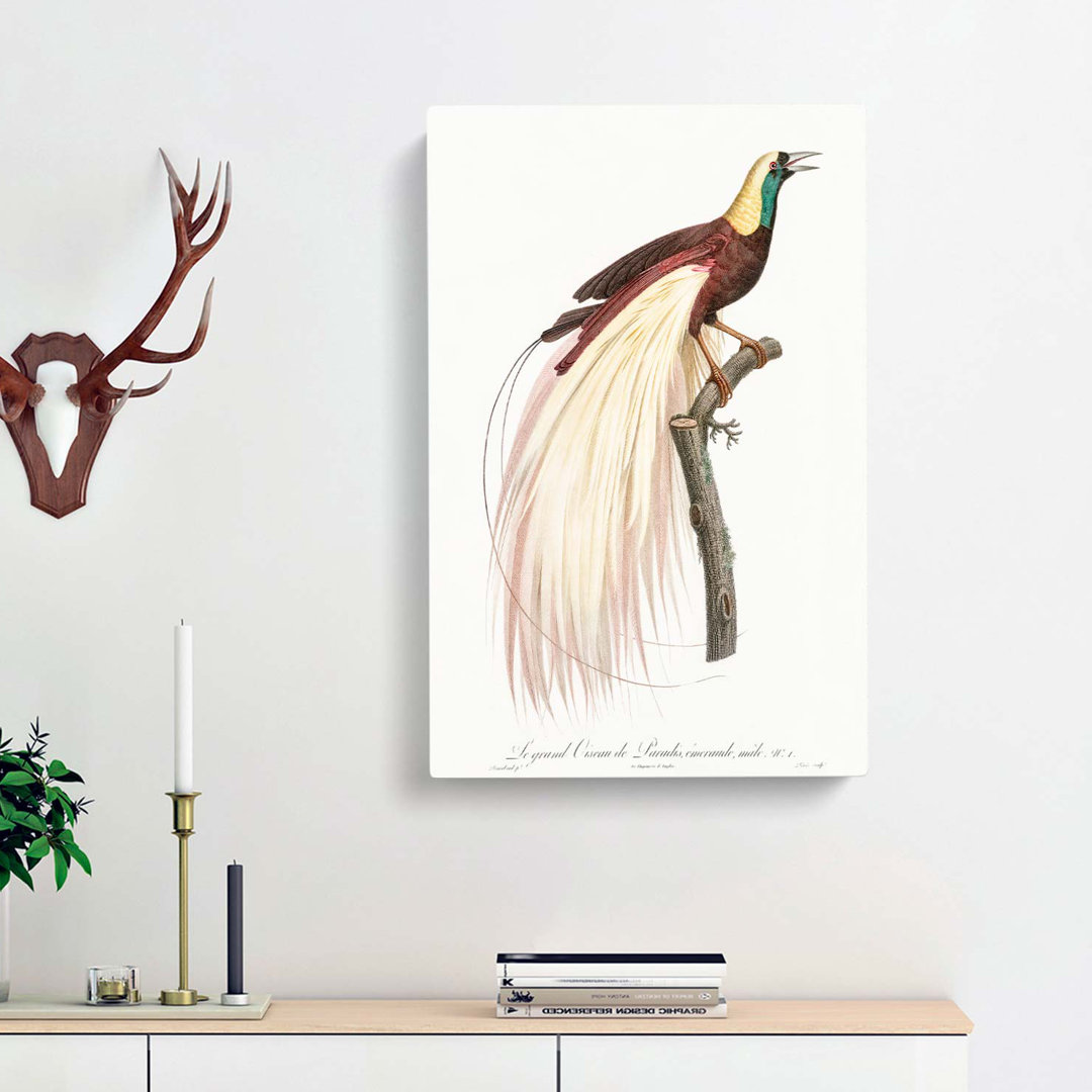 Emperor Bird of Paradise by Jacques Barraband - Wrapped Canvas