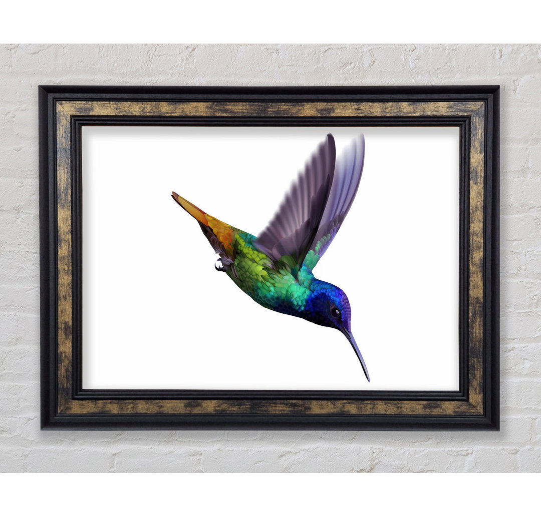 Hummingbird Colours - Einzelner Bilderrahmen Kunstdrucke