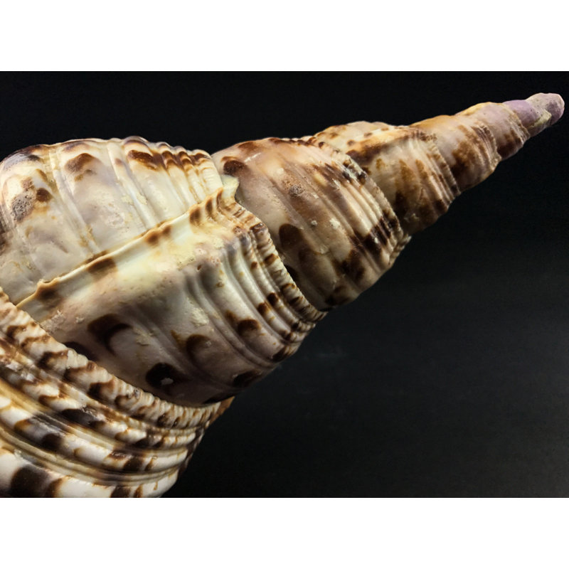 Genuine Atlantic Triton Shell (1.6 Lbs)