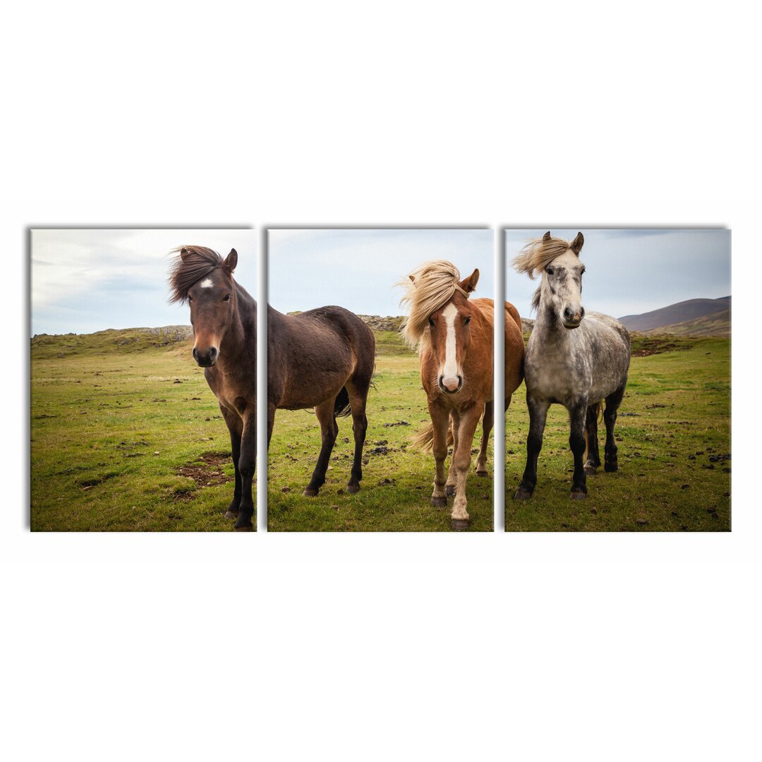 3-tlg. Leinwandbilder-Set Three Wild Icelandic Horses