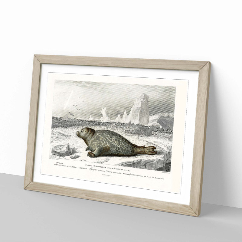 Seal Illustration by Charles d' Orbigny - Picture Frame Painting Print, 27cm H x 36cm W x 2cm D, Oak Framed