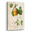«Luscious Fruit Study A» par Jean Plout, art mural en verre acrylique-254848153