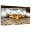 Pekin Ducks de Brampt-108871874