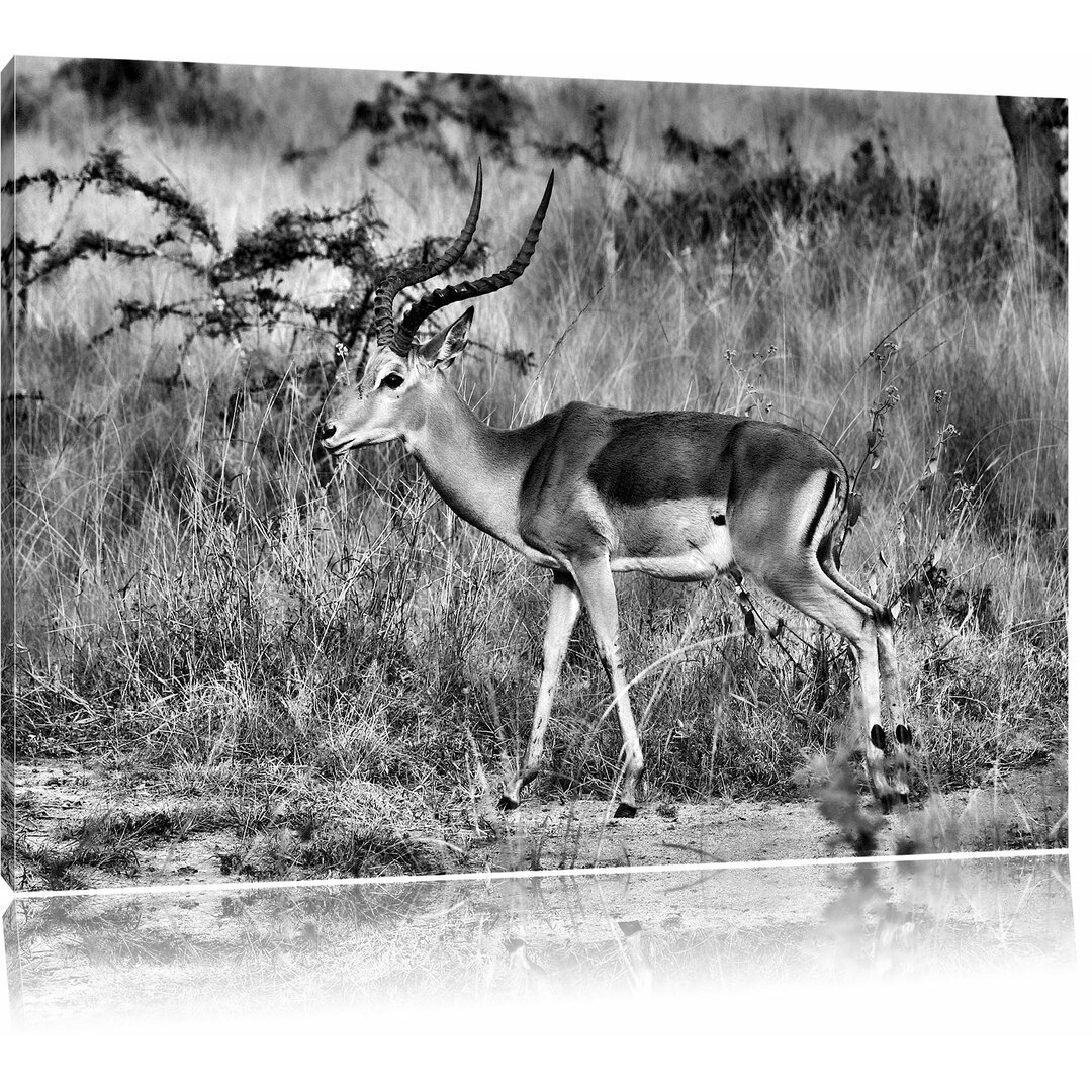 Leinwandbild Dorkasgazelle in der Savanne in Monochrom