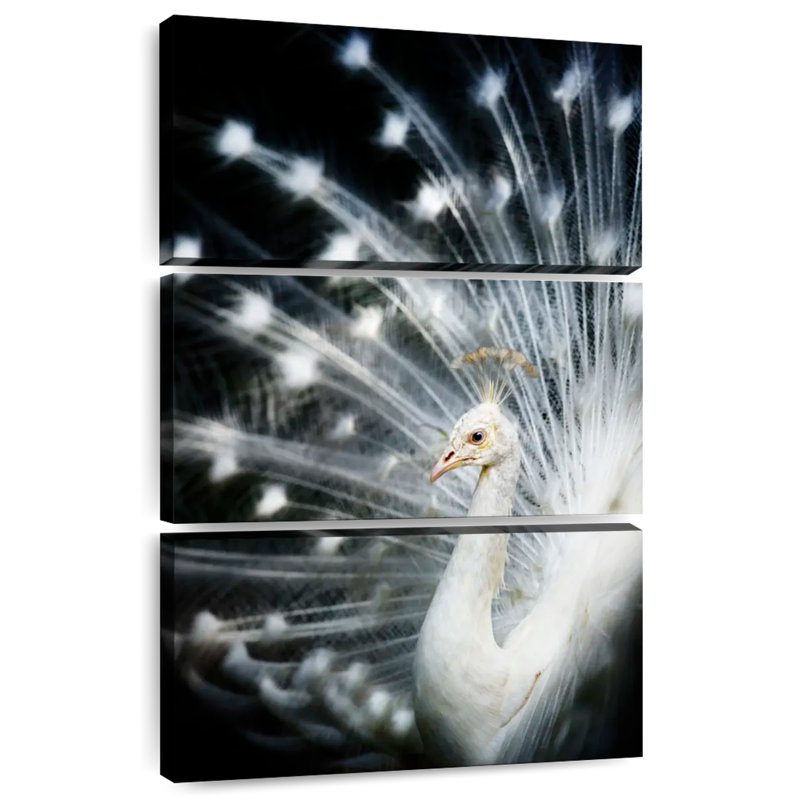 Rare White Peacock, 65" H x 42" W