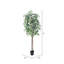 Baie ficus panachée en pot