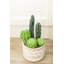 Succulent en pot