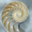 «Nautilus in Blue I», reproduction d'impression sur toile-20927622-73198629-73198624