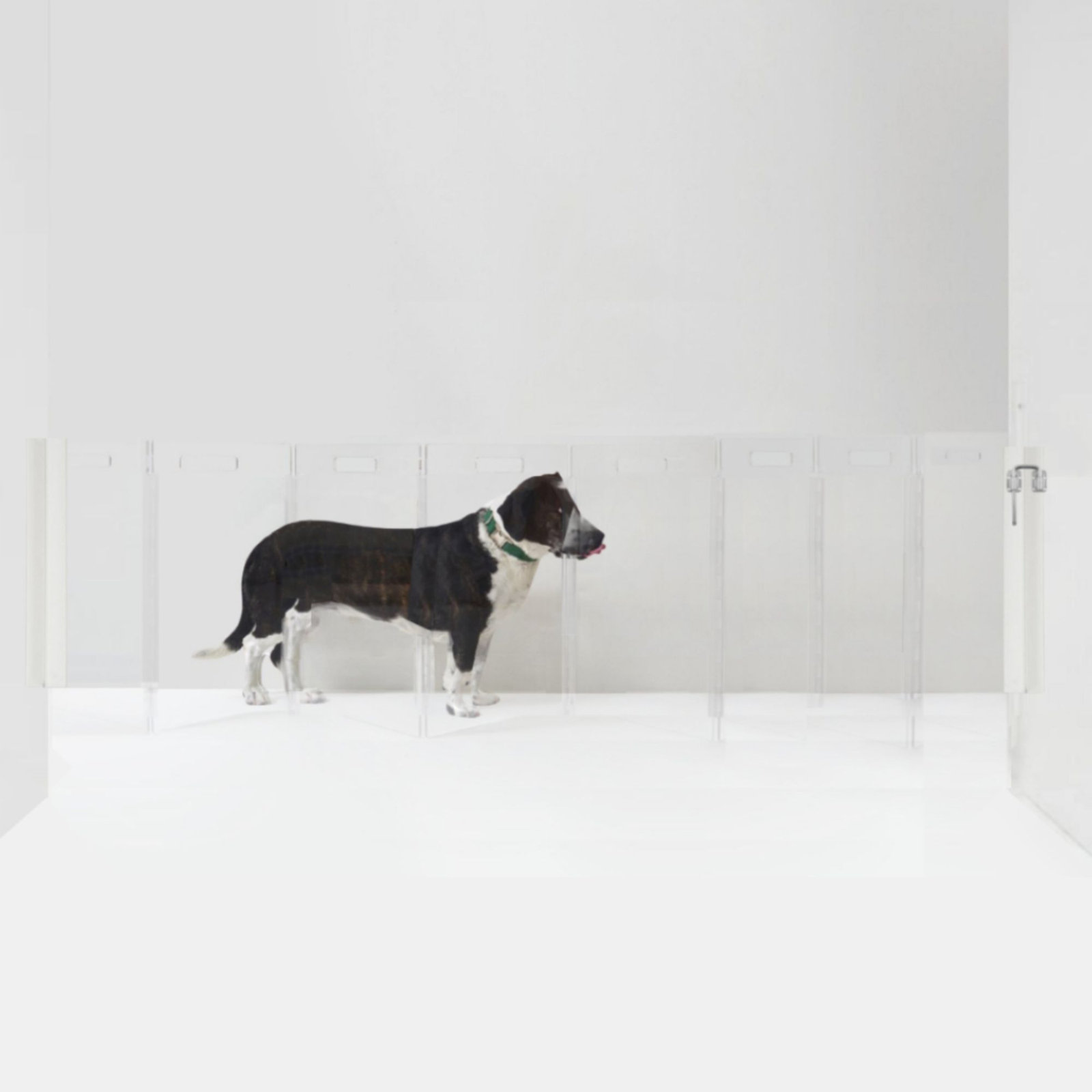 Clear Zig Zag Wall-Mounted Pet Gate, 8 Panel, Silver, Low