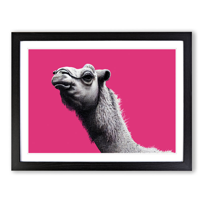 Legendary Camel - Single Picture Frame Print, Black Framed, 34cm H x 46cm W x 2cm D
