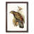 Walnut Framed
