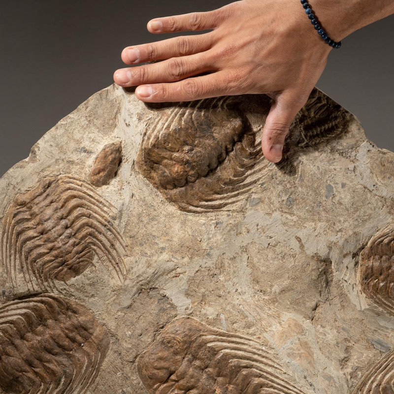 Selenopeltis Trilobite